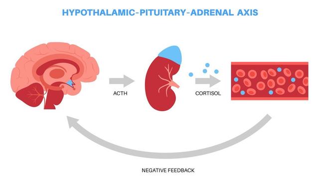 The CRF Pathway Explained: The Potential to Transform CAH Care / image credit CRF pathway: ©pikovit/stock.adobe.com