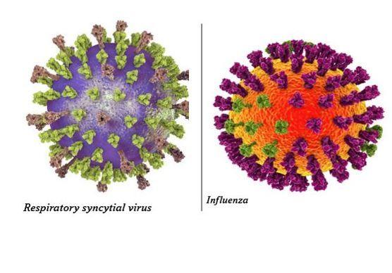 RSV Mortality Higher than for Influenza B 90 Days After Hospital Discharge: New Data / image credit - flu and rsv viruses: ©Kateryna_Kon/stock.adobe.com