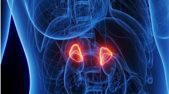 Androgen Management in CAH: A Primer  / Image credit kidney/adrenal gland ©Sebastian Kaulitzki/stock.adobe.com